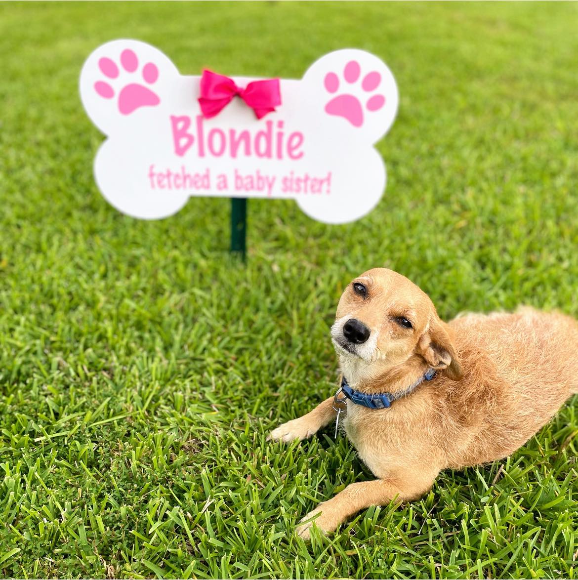 Birth announcement with a furry twist in Columbia, SC.